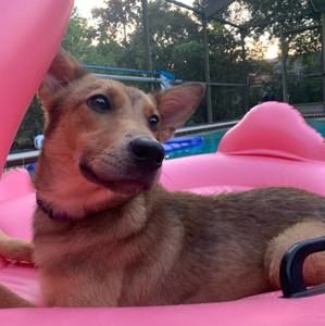 Meet your Posher, Annie